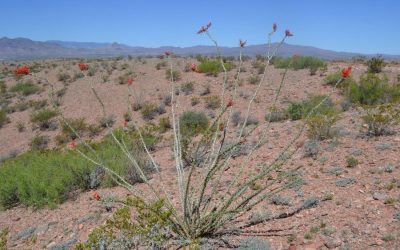 Herbal Tales from The Chihuahua Desert