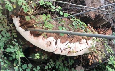 Rocky Mountain Mushrooms: A Lot About Artist’s Conk